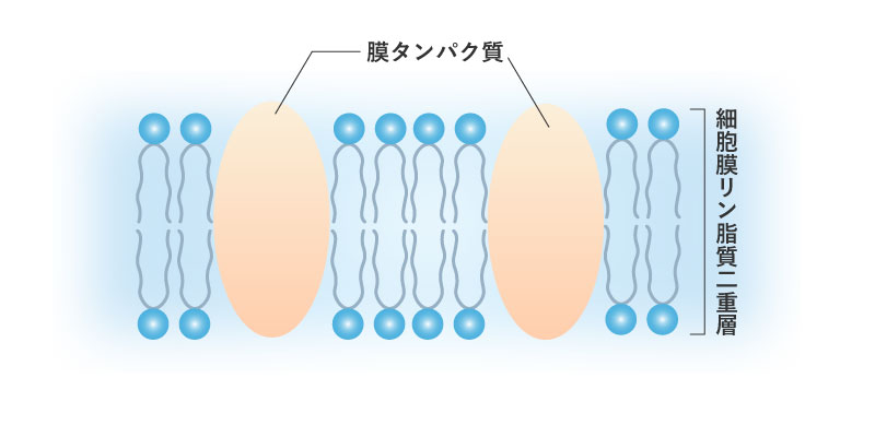 乳化作用説明画像