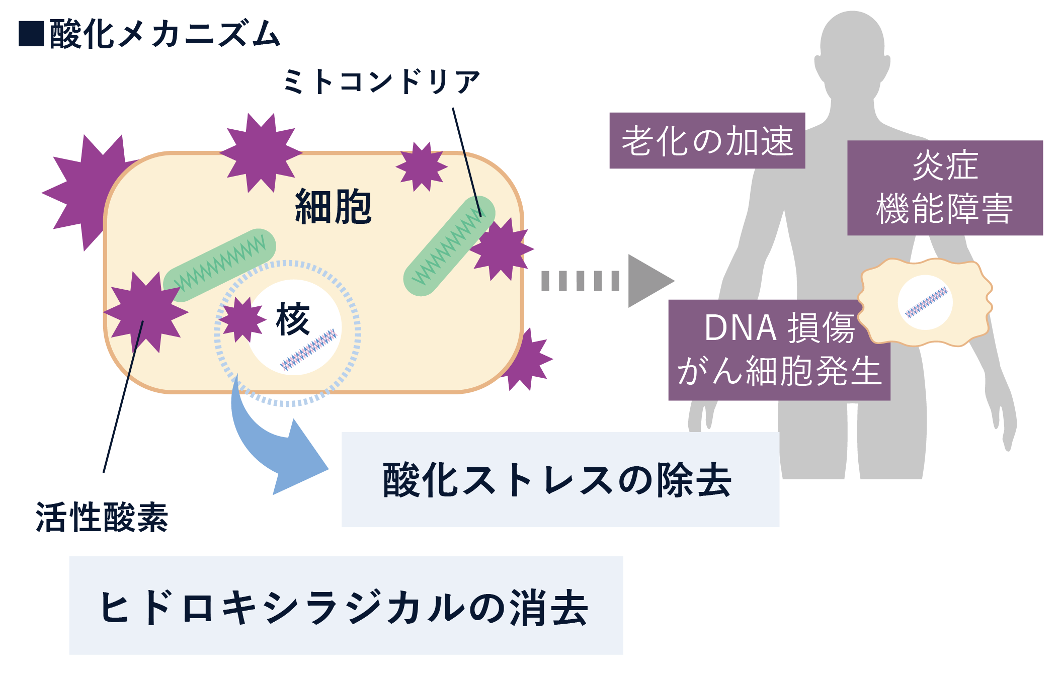 抗酸化作用画像