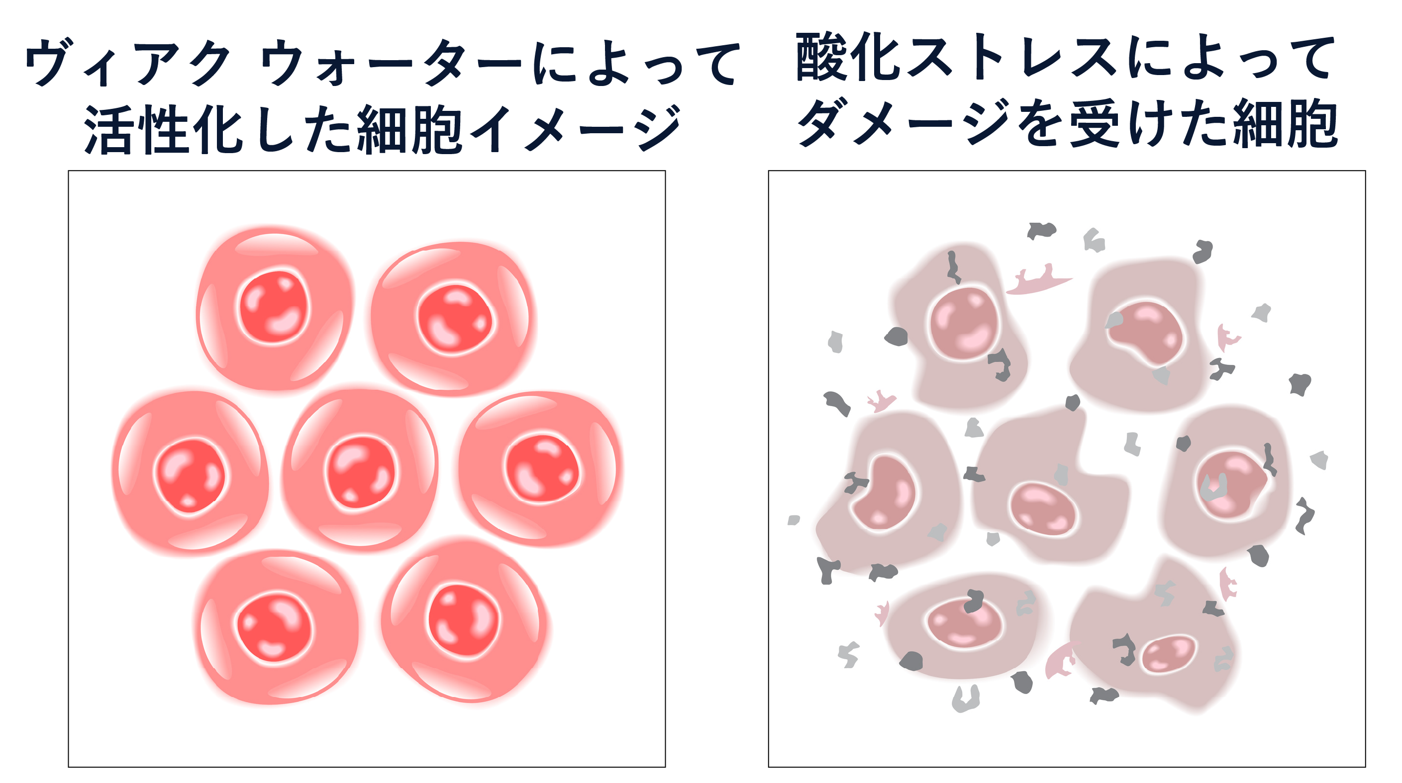 細胞活性作用画像