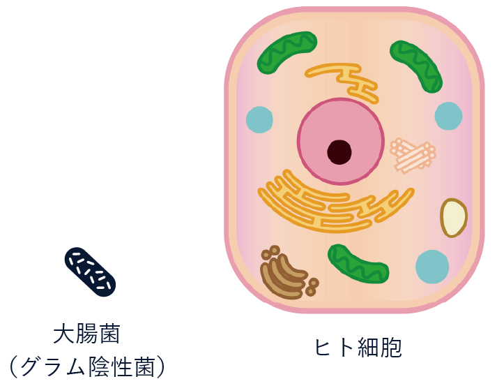 菌とヒト細胞の比較画像
