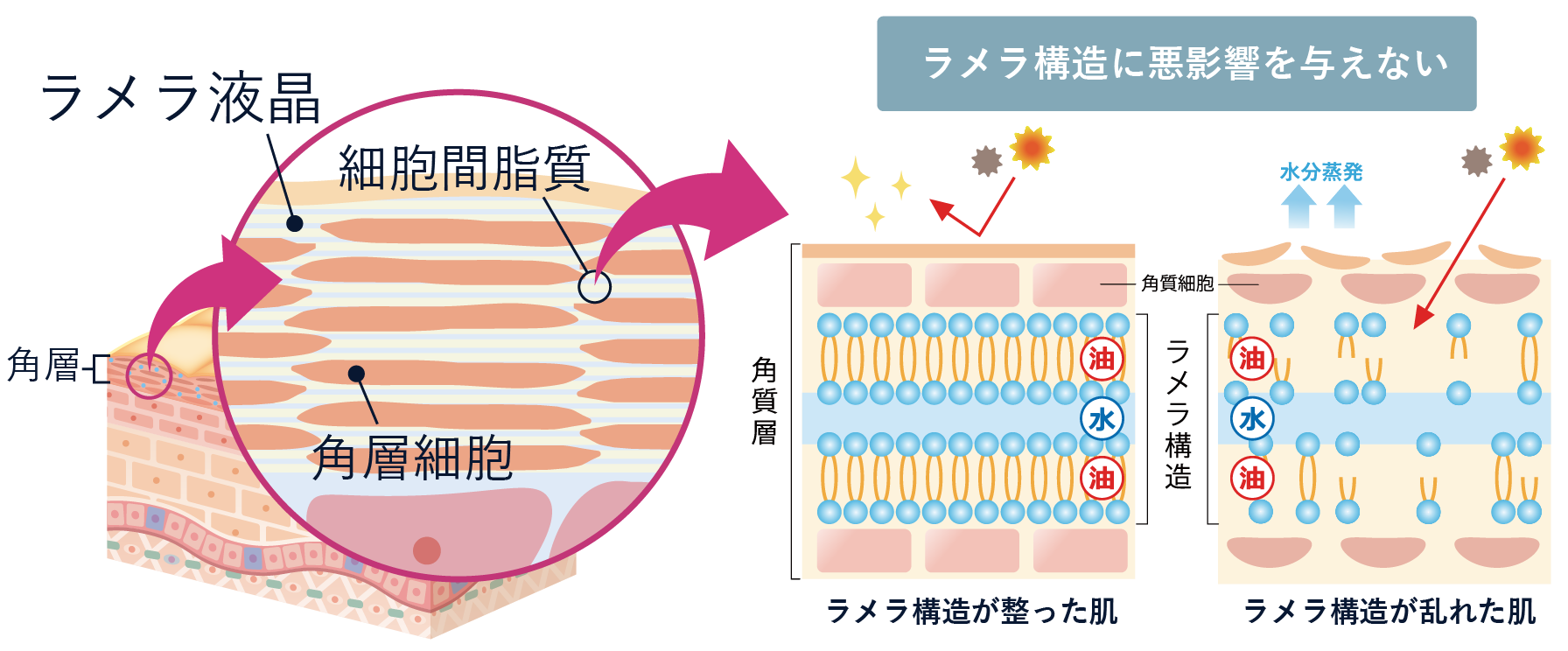 ラメラ構造説明画像